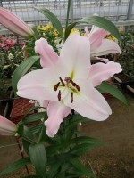 [4137 Jura No02.JPG]